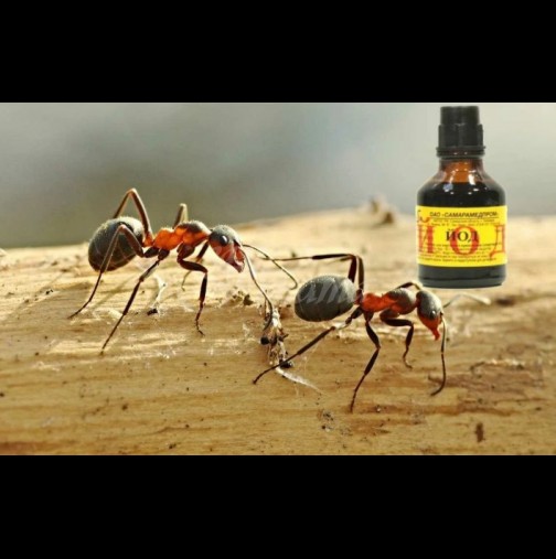 С 1 шишенце йод се спасявам за цяло лято: пръскаш и от мравките няма следа на следващия ден!