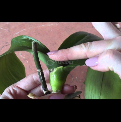 Даже да е останала без живо коренче, орхидеята пак ще зацъфти - сигурен начин за спешна реанимация: