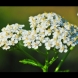 Златната билка на България-Рецепти срещу женски болести и дори за плосък корем