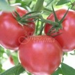 Вредата от доматите-Много хора не бива да ги ядат