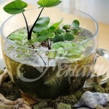 16 страхотни идеи за водни саксии за вашата градинка у дома (Галерия)