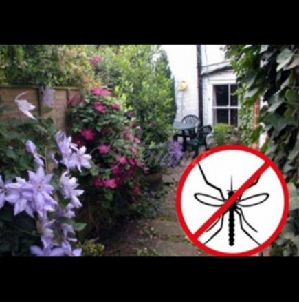 Как да си направим щит срещу комарите покрай къщата - 10 красиви растения, които гонят всякаква летяща гад: