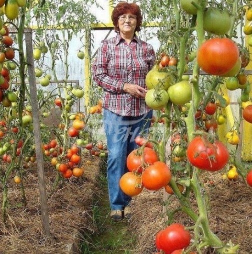 Съседката най- накрая ми каза с какво ги полива нейните домати, че вади такава реколта всяка година, та и аз вече имам