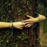 Какво дърво трябва да бъде прегърнете за здраве и благополучие в семейството-Топола за главоболие, Смърч за нервите