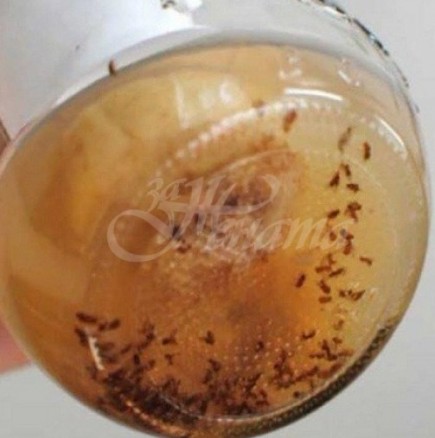 3 съставки от кухнята ви гарантират моментално премахване на мравки, хлебарки и всякакви видове неприятни насекоми