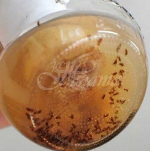 3 съставки от кухнята ви гарантират моментално премахване на мравки, хлебарки и всякакви видове неприятни насекоми