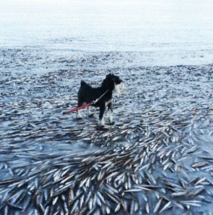 В Норвегия: пасаж риби замразени във вода!?