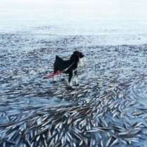 В Норвегия: пасаж риби замразени във вода!?