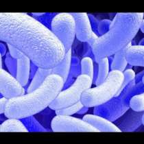 Влияят ли микробите в червата ни, така че да изглеждаме дебели?