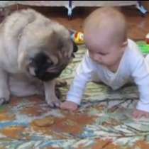 ВИДЕО: Куче и бебе се борят кой да вземе кексчето