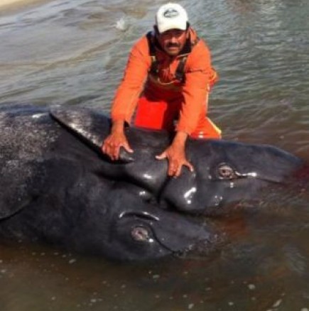 Откриха мъртви китове "сиамски близнаци"