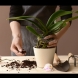 Как да реанимираме орхидея след слънчево изгаряне (СНИМКИ):