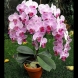 5 причини, поради които една орхидея не иска да цъфти! Ето какво да правите, за да полудее от цвят!