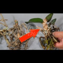 Не изхвърляйте остатъците от мъртвата орхидея. Направете така и след 4 седмици ще се случи чудо! (Видео):