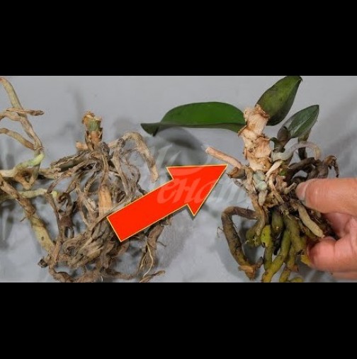 Ето как мъртвата орхидея може да възкръсне от остатъците си за 4 седмици (Видео):