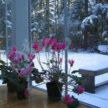 9 натурални разтвора, с които да поливате цветята си през зимата, ако искате да цъфтят и красят дома ви