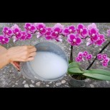 Жива вода за орхидеи - 1 капка и стават пъпка до пъпка! Няма да спрат да ви цъфтят: