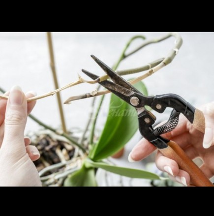 Трябва ли да отрежете дръжките/цветоносите на орхидеята след цъфтежа?