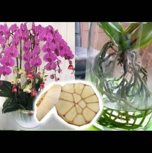 Чесънът е истинско спасение за орхидеите! Цветето ми цъфтя цял месец повече от всякога