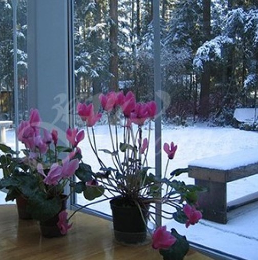 9 натурални разтвора, с които да поливате цветята си през зимата, ако искате да цъфтят и красят дома ви