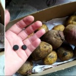 Тайната на свежите картофи е разкрита