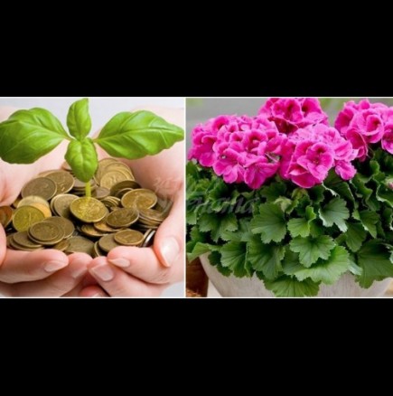 5 стайни растения с мощна енергия, които привличат пари в живота - засадете само едно и удряте джакпота!