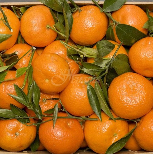Турските продавачи се надпреварват помежду си как да намерят най-сладките мандарини без костилки