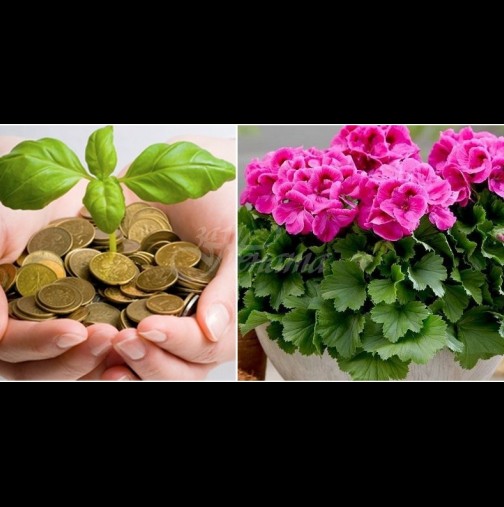 5 стайни растения с мощна енергия, които привличат пари в живота - засадете само едно и удряте джакпота!