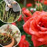 Подрязване на рози през пролетта - съвети за начинаещи градинари