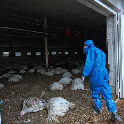 Откриха първите случаи на хора, заразени с високоинфекциозен вирус на птичи грип, прехвърлен от птица на човек
