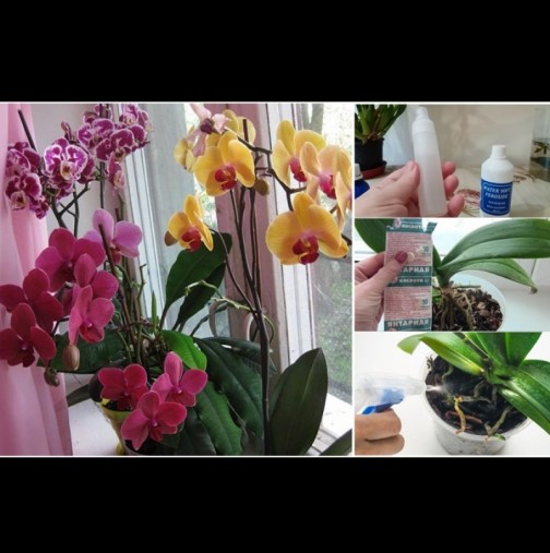 5 домашни еликсира за орхидеи - редуваш ги и за нула време пускат и корени, и цветоноси: