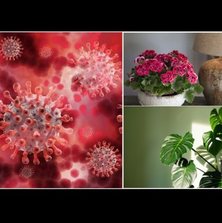 5 домашни растения с мощен антивирусен ефект - пречистват въздуха, унищожават бацилите: