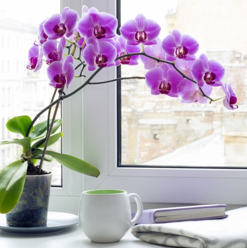 Ето защо трябва да имате орхидея в къщи! Шест причини да държите орхидеи в дома си.