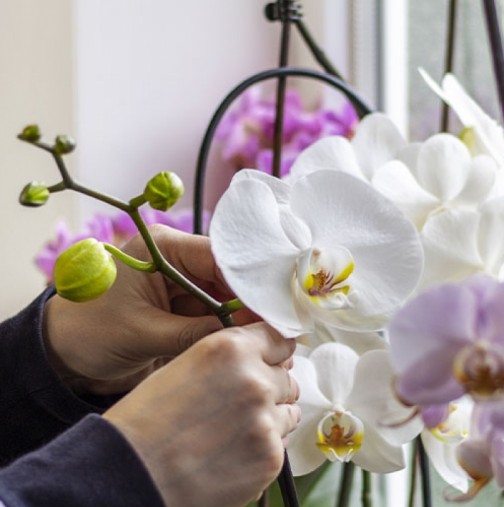 Ей така ми е первазът през цялата година! Най-добрата домашна тор за орхидеи: Опитайте!