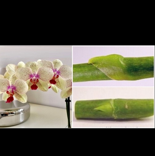 Ето как от стария цветонос си отглеждам по 10 нови орхидеи - у дома е малка приказка вече: