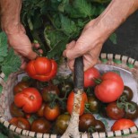 Почти без пари се приготвя този еликсир ще накара доматите да се превиват от плод