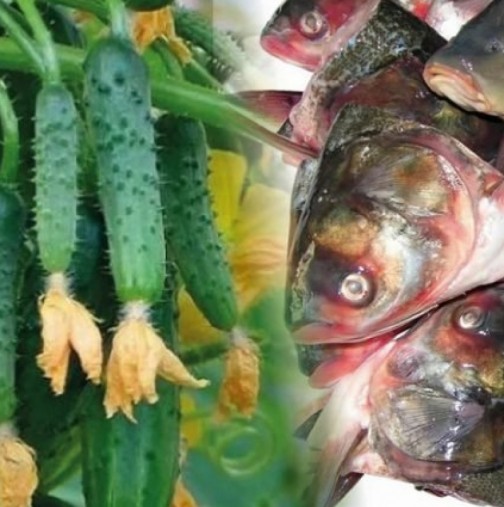Защо всички опитни градинари започнаха да заряват рибни глави в градините си
