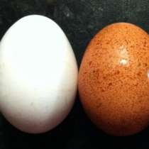 Има ли разлика между белите и жълтите яйца?