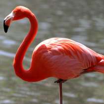 Почина най-старото розово фламинго в света