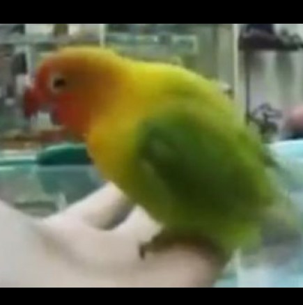 Вижте папагалът, който имитира женски оргазъм - Видео
