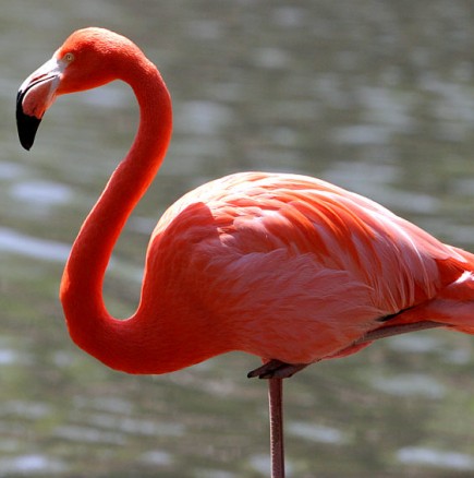 Почина най-старото розово фламинго в света