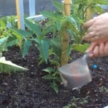Ето как да подхраните доматите с естествена захранка за богата реколта