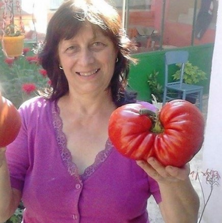 Сега ще и кажа тайната за големи и сладки домати, само поливате с това и те растят като гъбки
