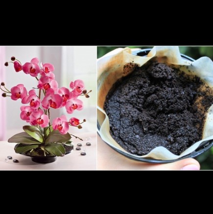 Кофеинов стимулант за орхидеи: полей и ще те възнагради с безброй цветове!