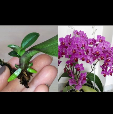 Знаете ли, че може да размножите орхидеята от листо? Ето как - стъпка по стъпка: