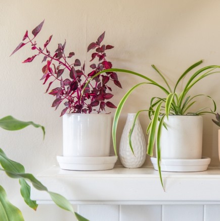 6 стайни растения, които мощно почистват въздуха и премахват токсините в дома ви!