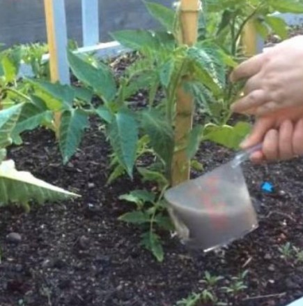 Ето как да подхраните доматите с естествена захранка за богата реколта