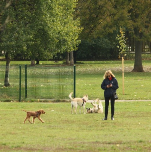 Наблъскани с отрова кренвирши убиха пет кучета в градинка в София