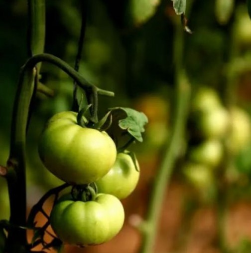 Kaкво не бива да се засажда в съседство с доматите, за да не ги заразят с опасна болест
