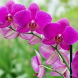 При пресаждане на орхидеите по този специален начин, обилният цъфтеж ви е гарантиран